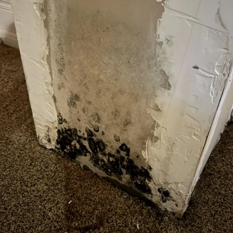 Professional Mold Removal in New Madrid, MO